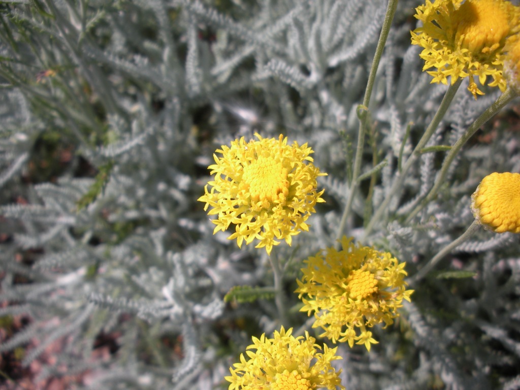 Santolina neapolitana / Crespolina napoletana